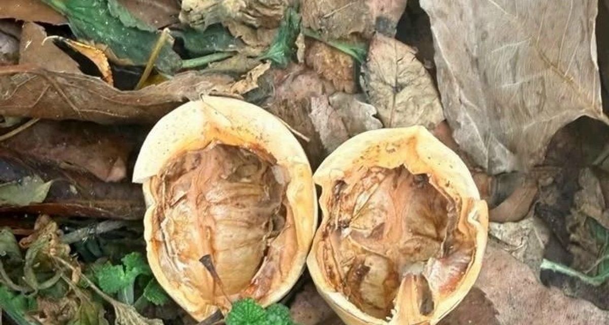 В Новочеркасске марихуану спрятали в пяти грецких орехах