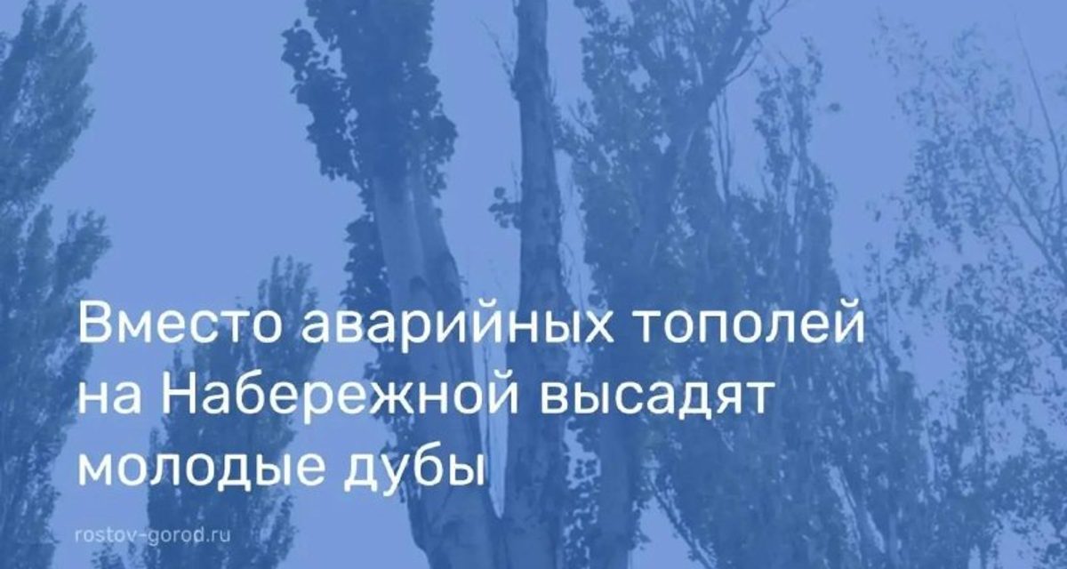 На набережной Ростова вместо аварийных тополей высадят молодые дубы